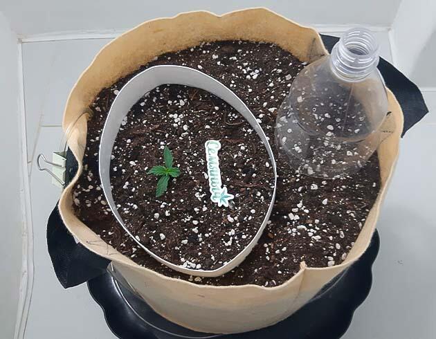 Росток Gorilla Cookies Auto 1 неделя Gorilla Cookies Auto