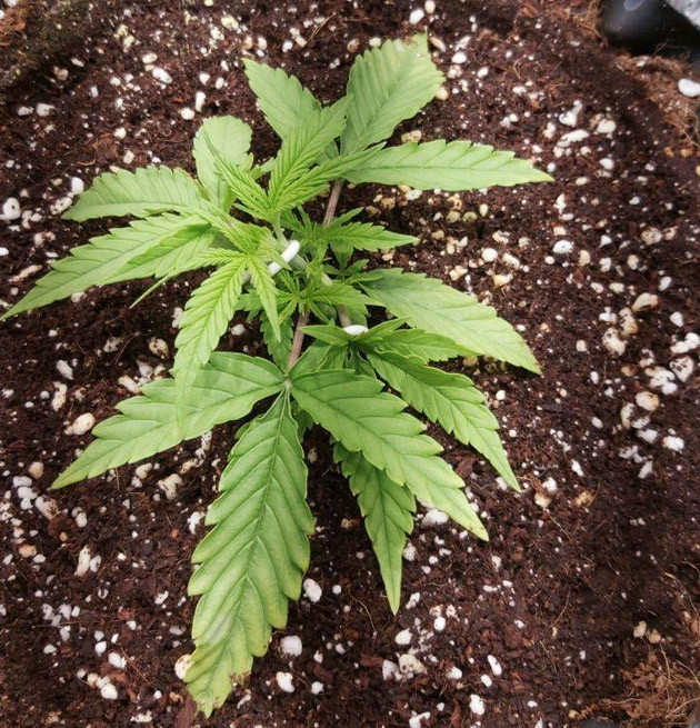 Куст конопли через 12 дней выращивания 2 неделя выращивания