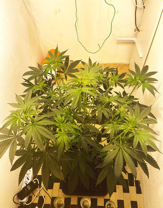 70 см куст Chemical Bride в гроуруме