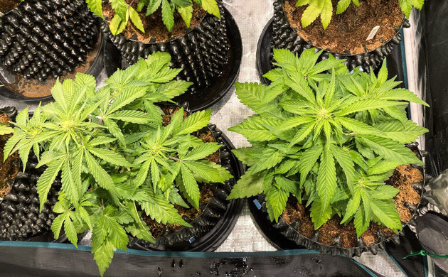 Фаза цветения Начало цветения на пятой неделе