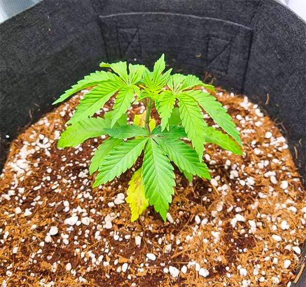 Растишка Strawberry OG Cookies R1 на стадии вегетации