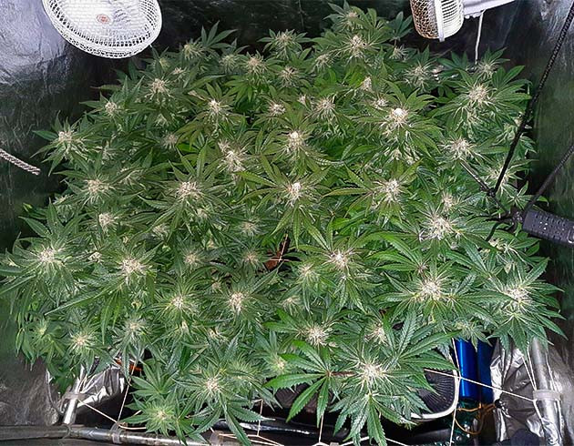 Куст Jack 47 на цветении