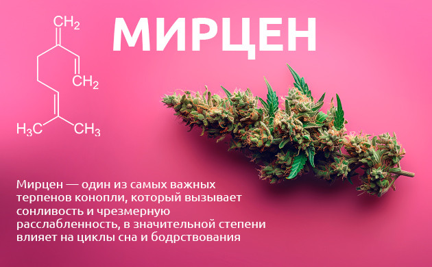 Роль мирцена в действии каннабиса