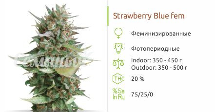 Сорт конопли Strawberry Blue Strawberry Blue fem (World of Seeds)