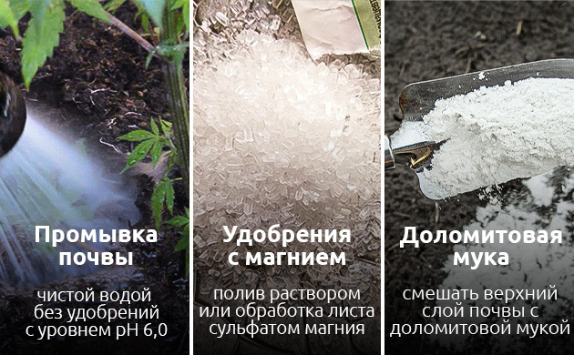 Как устранить недостаток магния у каннабиса