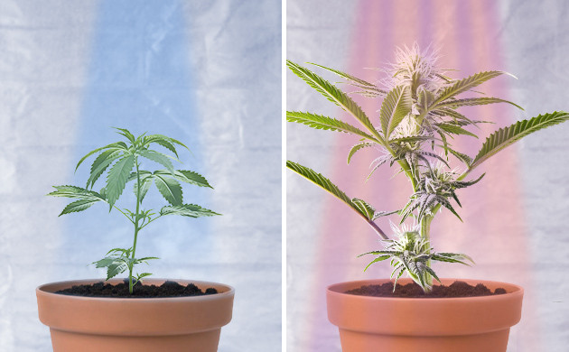 Спектры света для разных стадий развития конопли Холодное и теплое освещение