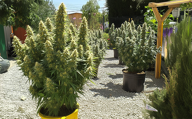 Особенности роста Chemdawg