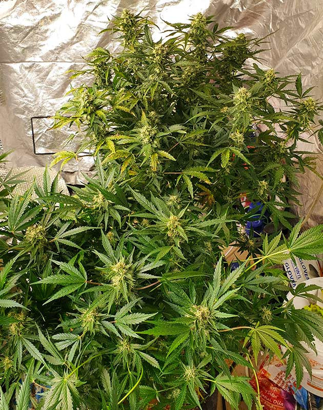 Проблемы со здоровьем третьего куста Развитие № 2 и № 3 кустов конопли