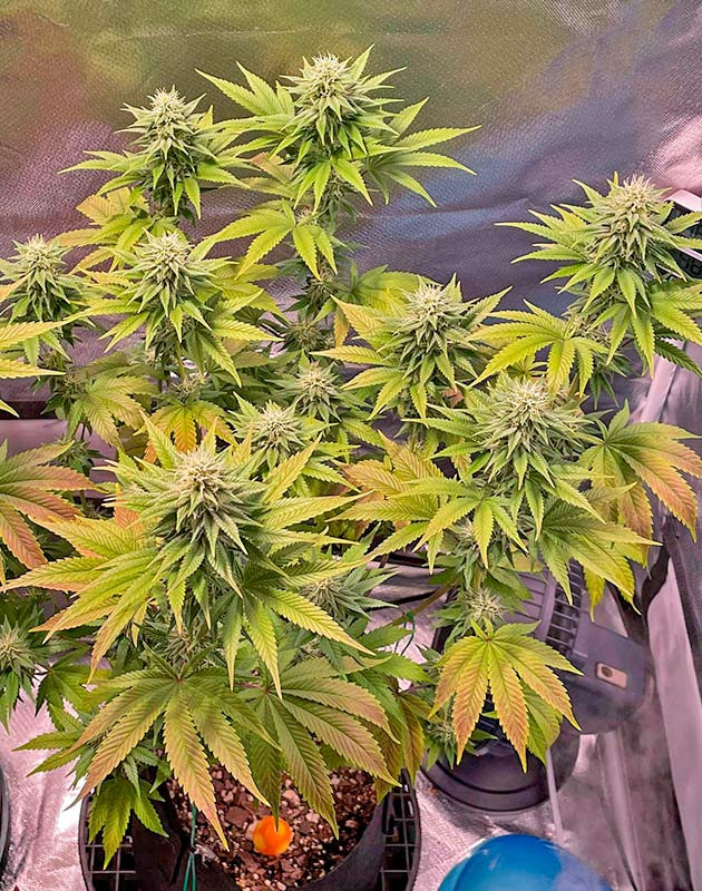 Корректировка удобрений Куст White Wedding RBX на 11 неделе выращивания