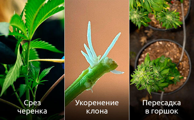 Процесс клонирования конопли