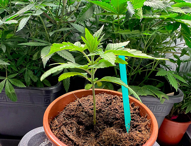 Активный рост и подкормка для марихуаны Растишка Marshmallow OG от Compound Genetics ростом 14 см