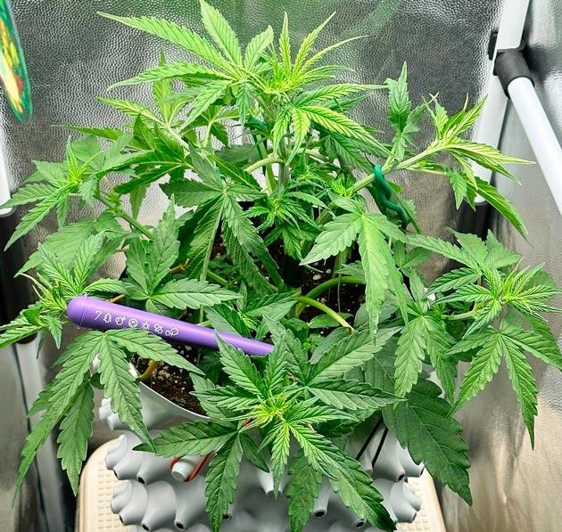 Растишка Auto Critical Lemon CBD от Advanced Seeds