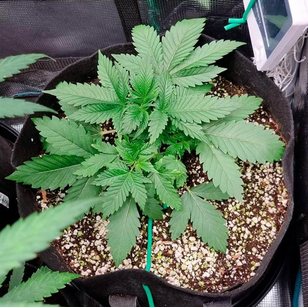 Дефолиация марихуаны Метод LST конопли