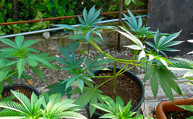 Уход за кустами Runtz Fast Flowering: горшки и удобрения