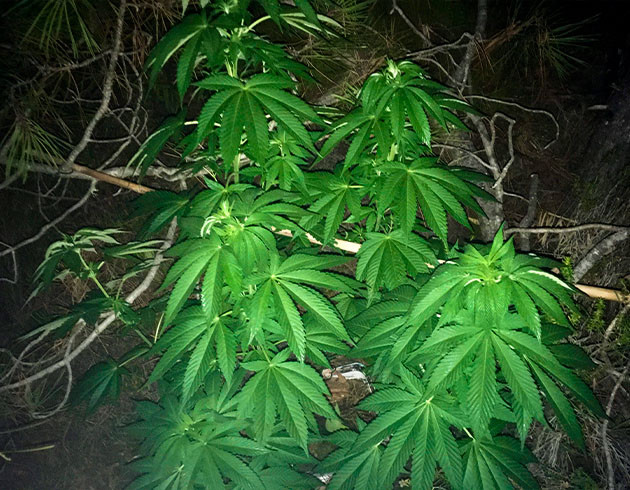 Ветка для поддержки куста