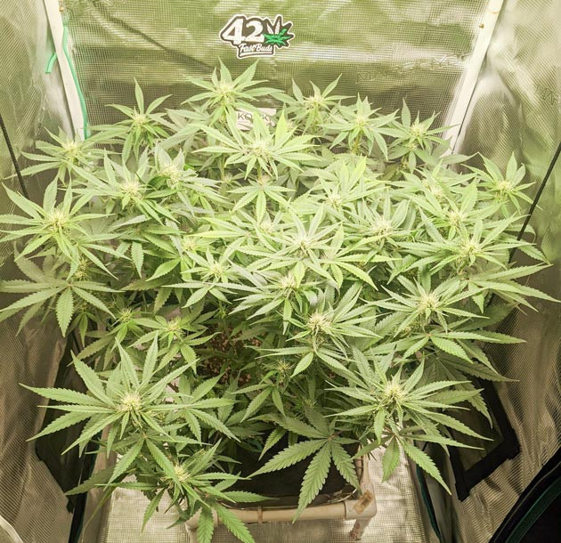 Активный рост Bruce Banner Auto Масштабная зачистка листьев Bruce Banner Auto