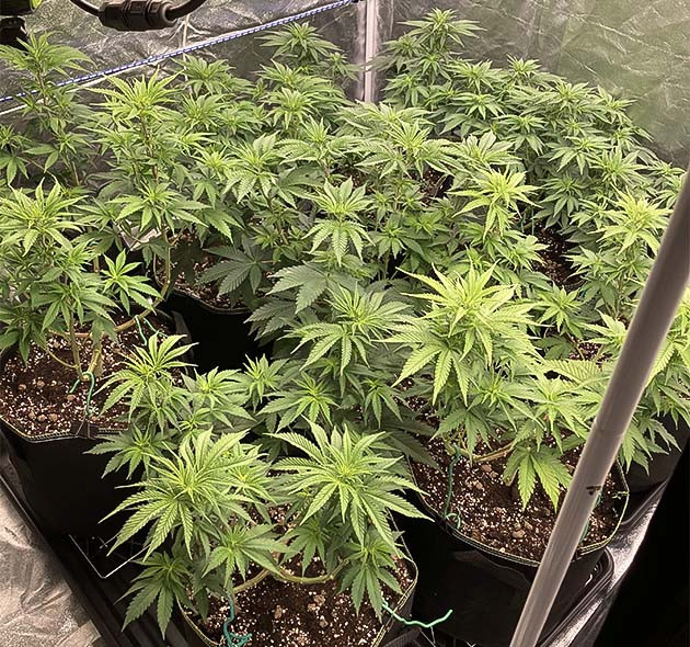 Гроурепорт Liberty Haze на 7 неделе выращивания Гроурепорт Liberty Haze на 7 неделе