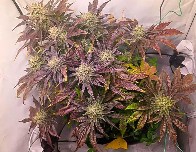 Набор массы шишек и фиолетовый окрас листьев Куст Lemon Cherry Gelato Auto R3 на 9 неделе развития
