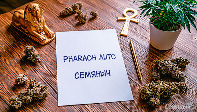 Гроурепорт сорта Pharaoh Auto от сидбанка Семяныч