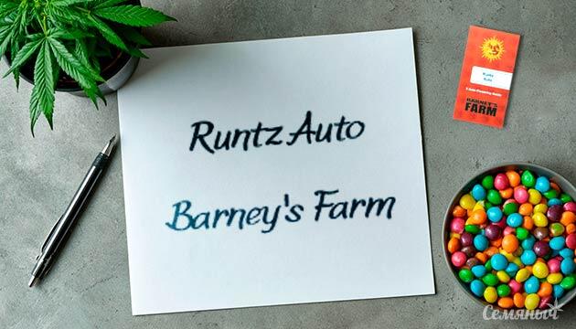 Выращивание сорта марихуаны Runtz Auto от Barney's Farm Гроурепорт сорта Runtz Auto от сидбанка Barney's Farm