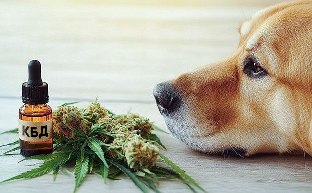 Каннабиноиды для домашних питомцев Каннабиноиды для домашних животных