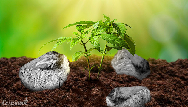 Нехватка цинка у конопли Дефицит цинка у конопли