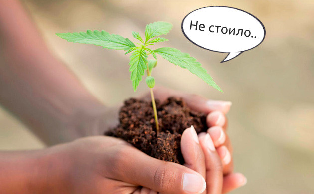 Оградить коноплю от стрессов Нельзя пересаживать коноплю при жаре