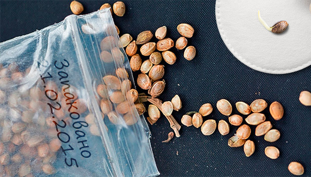 Как прорастить старые семена марихуаны