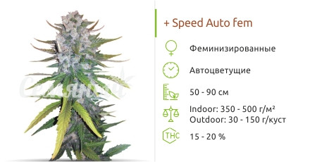 + Speed Auto от Sweet Seeds