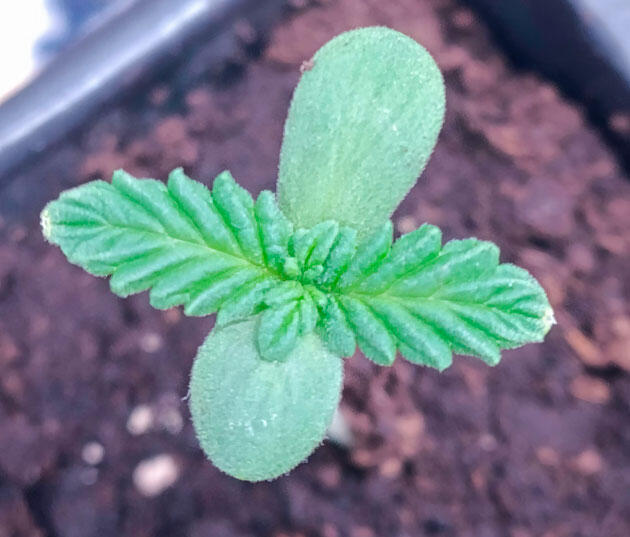 Развитие и полив марихуаны Росток Grand Gorilla Purple Auto от сидбанка Семяныч