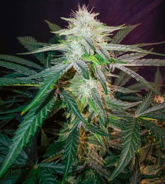 Конопля ростом 47 см