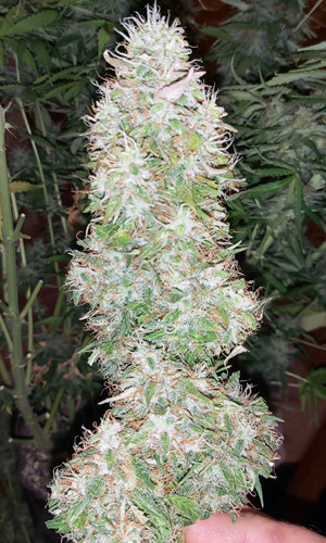 Созревшая шишка Кола Super Skunk Auto