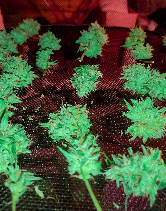 Впечатления от гровера Харвест Wedding Glue Auto