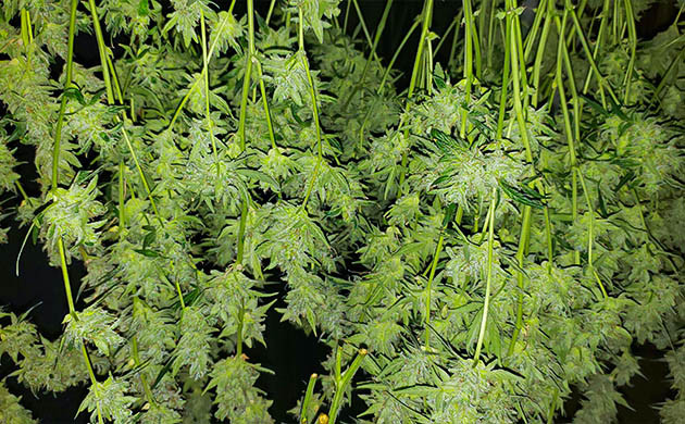 Срубленные ветви каннабиса