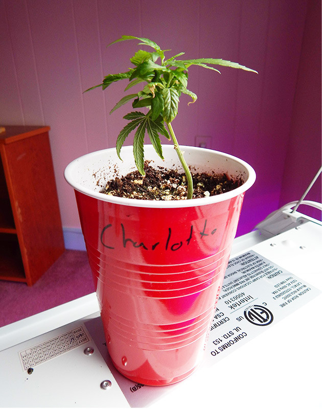 7 сантиметровый клон конопли