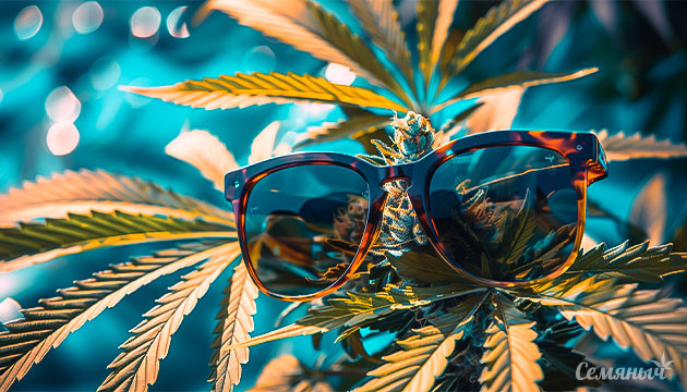 День солнцезащитных очков