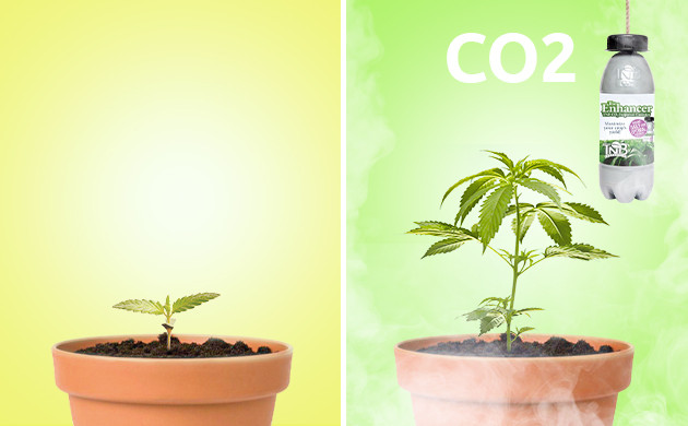 Сухие реактивы для повышение урожайности Применение The Enhancer для выращивания конопли