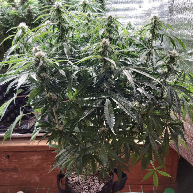 Трихомы на соцветиях Формирование соцветий