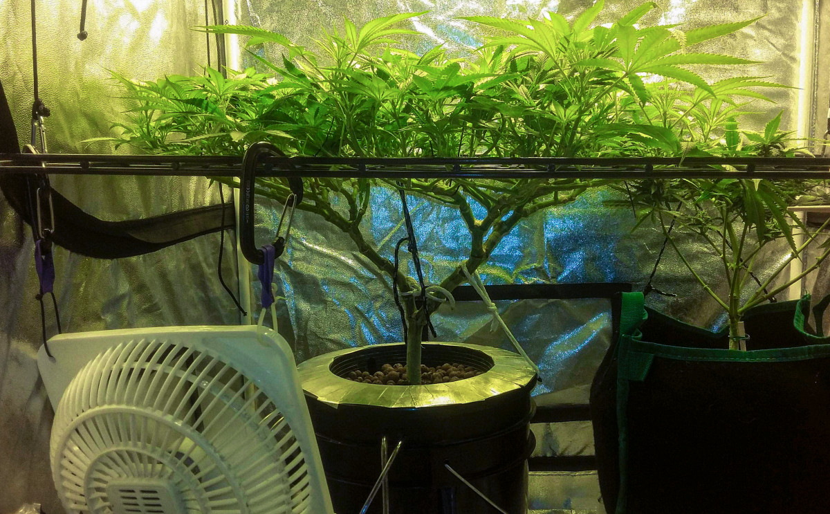 Куст после дефолиации