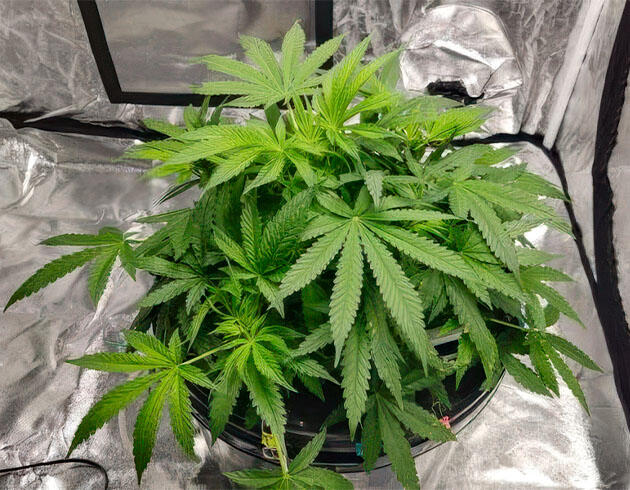 6 неделя роста конопли