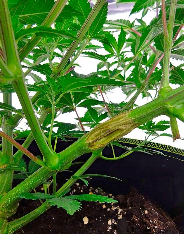 Мягкое разминание стебля каннабиса перед переводом на цветение