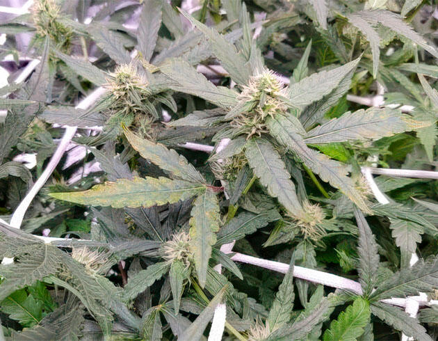 Конопля на цветении с признаками дефицита кальция на листьях