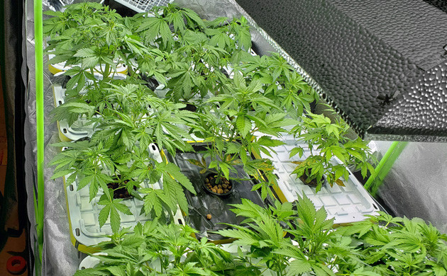 Кусты LSD Auto ростом 30 см