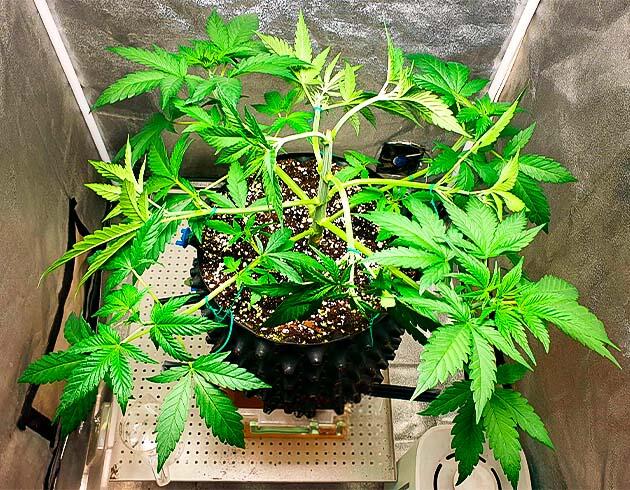 Тренировки конопли 4 неделя выращивания сорта RS11