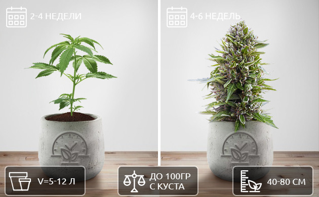 Цикл жизни автоцветущих сортов конопли
