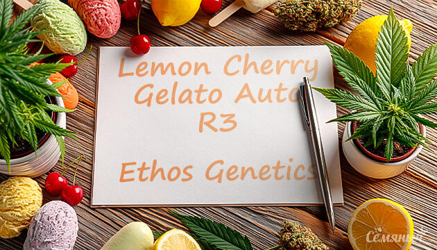 Выращивание сорта марихуаны Lemon Cherry Gelato Auto R3 от Ethos Genetics Гроурепорт сорта Lemon Cherry Gelato Auto R3 от Ethos Genetics