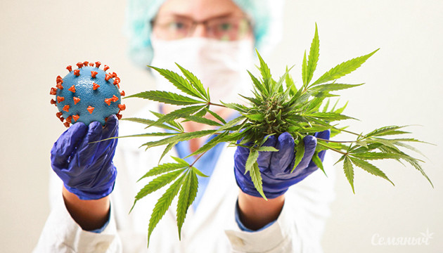 Коронавирус и конопля