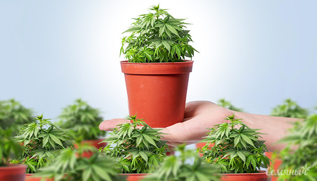 Какое количество кустов можно выращивания Выращивание конопли