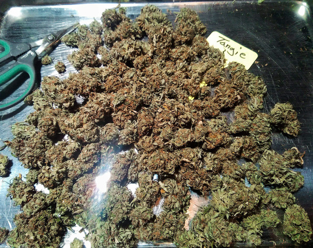 Собранный урожай