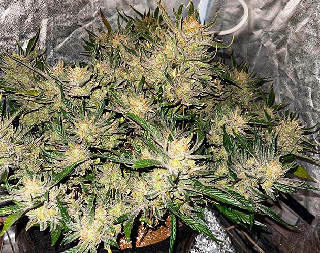 Предхарвест Bruce Banner Auto Выращивание индичного сорта Bruce Banner Auto